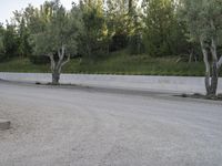 there is an olive tree in the middle of the road between two concrete trees on either side of a wall