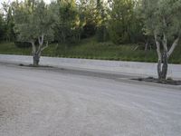 there is an olive tree in the middle of the road between two concrete trees on either side of a wall