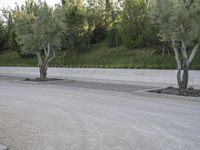 there is an olive tree in the middle of the road between two concrete trees on either side of a wall