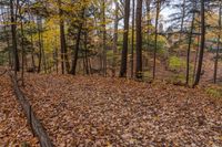 some leaf strewn area in the woods during autumn season next to a house with a big clock on it