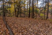 some leaf strewn area in the woods during autumn season next to a house with a big clock on it