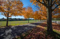 autumn trees line a dirt road in a beautiful park setting surrounded by a white fence