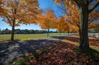 autumn trees line a dirt road in a beautiful park setting surrounded by a white fence