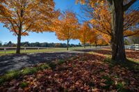 autumn trees line a dirt road in a beautiful park setting surrounded by a white fence