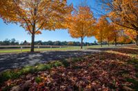 autumn trees line a dirt road in a beautiful park setting surrounded by a white fence