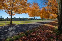 autumn trees line a dirt road in a beautiful park setting surrounded by a white fence