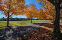 autumn trees line a dirt road in a beautiful park setting surrounded by a white fence