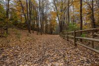 Ontario, Canada: A Dirt Road Through a Lush Forest