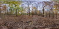 a bunch of trees are standing in a forest with leaves on the ground and on the ground