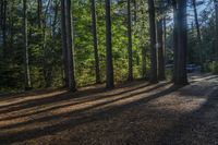 Ontario Canada Forest with Grass and Trees