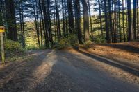 Ontario Canada Forest Landscape Rural Road