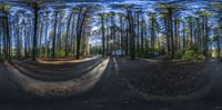 a fish eye lens is showing an image of a forest with lots of trees and bushes