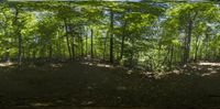 the forest is filled with leafy trees and a dirt mound with a red fire hydrant