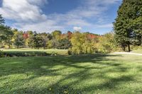 a park with trees that have been covered in leaves and a blue sky with clouds