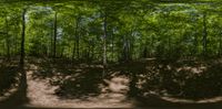 three panels of an image of a forest with sun casting shadows on the ground and trees