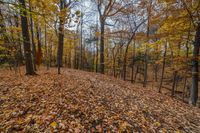 leaves are covering the ground and trees in a forest, including a trail with no cars