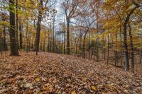 leaves are covering the ground and trees in a forest, including a trail with no cars