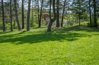 a green field with some trees in the background and a person walking through the woods behind it