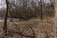 Ontario, Canada: Grove of Deciduous Trees 001