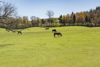 horses grazing on an open field next to a tree and other trees on the other side of the field