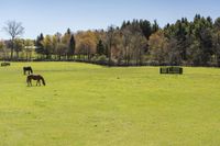 horses grazing on an open field next to a tree and other trees on the other side of the field