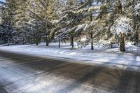 Ontario Canada Landscape: Asphalt Road through Forest