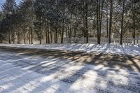 a driveway with a snow covered pathway in the middle of it, surrounded by tall trees