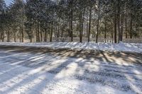 a driveway with a snow covered pathway in the middle of it, surrounded by tall trees