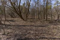 a dirt field surrounded by bare trees and dry grass is a short hike in the distance