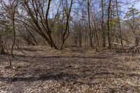 a dirt field surrounded by bare trees and dry grass is a short hike in the distance