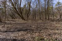 a dirt field surrounded by bare trees and dry grass is a short hike in the distance