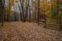 leaves on the ground with wooden fences surrounding them in a forest full of trees and leaves