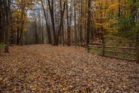 leaves on the ground with wooden fences surrounding them in a forest full of trees and leaves