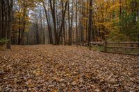 leaves on the ground with wooden fences surrounding them in a forest full of trees and leaves