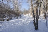 Ontario Canada Landscape Forest Road (Day 001)