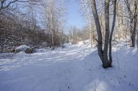 Ontario Canada Landscape - Forest Road - Day 003