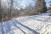 snow covered ground and trees near a field with footprints of snow on it that have been cleaned and dried