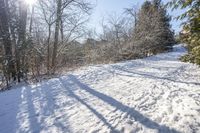 snow covered ground and trees near a field with footprints of snow on it that have been cleaned and dried