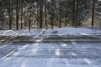 Ontario Canada Landscape Road Through Forest