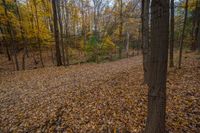 a wooded area covered in lots of fallen leaves and trees with one yellow object on top