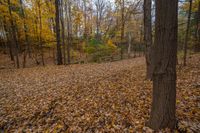 a wooded area covered in lots of fallen leaves and trees with one yellow object on top