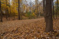 a wooded area covered in lots of fallen leaves and trees with one yellow object on top