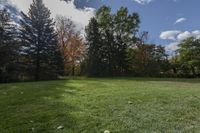 an empty backyard has a grassy lawn with trees and bushes in the background on a sunny day