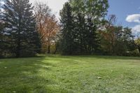 an empty backyard has a grassy lawn with trees and bushes in the background on a sunny day