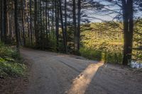 a lone, empty dirt road in an open forest beside water, with trees and bushes growing around