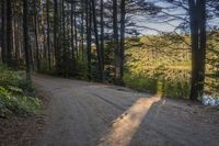 a lone, empty dirt road in an open forest beside water, with trees and bushes growing around