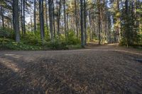 A Scenic Road in Ontario, Canada: Surrounded by Vegetation and Trees