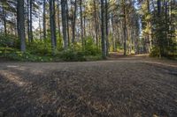 A Scenic Road in Ontario, Canada: Surrounded by Vegetation and Trees