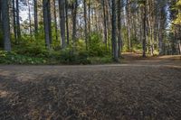 A Scenic Road in Ontario, Canada: Surrounded by Vegetation and Trees