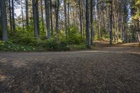 A Scenic Road in Ontario, Canada: Surrounded by Vegetation and Trees